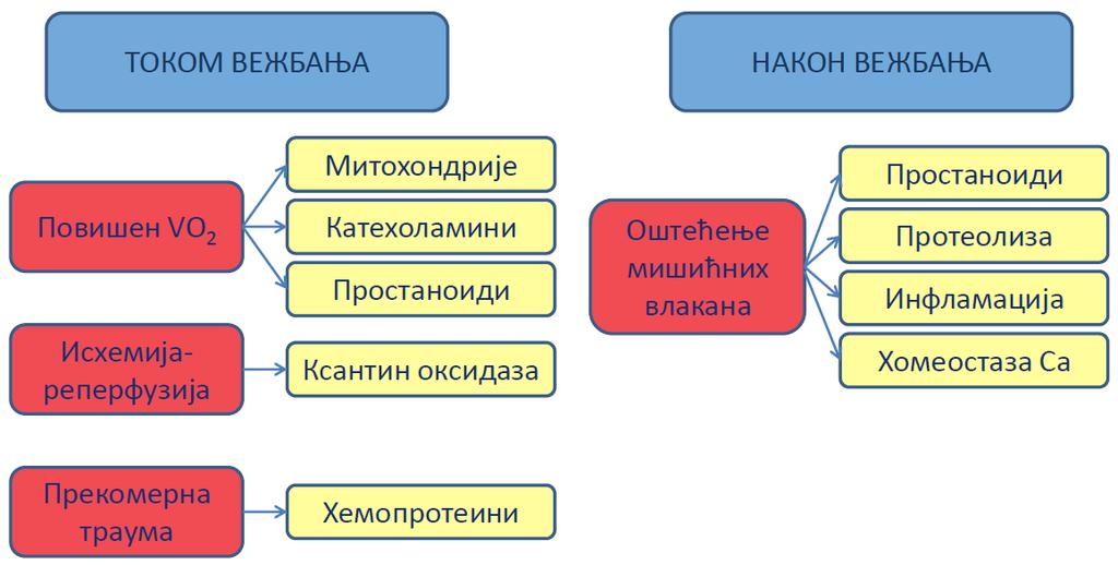 УВОД 2002). Алтернативни механизми продукције ROS током исхемије-реперфузије укључују инфилтрацију фагоцитима, аутооксидацију катехоламина, хемоглобина и миоглобина.