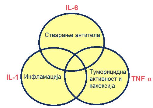 УВОД 1.2.1.2 ФАКТОР НЕКРОЗЕ ТУМОРА АЛФА Фактор некрозе тумора алфа (TNF-α) је проинфламаторни цитокин, такође укључен у процес инфламације као стимулатор акутне фазе реакције.