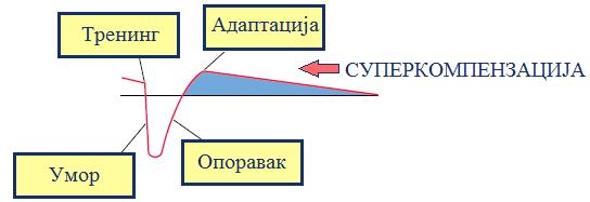 УВОД Насупрот претходно поменутим студијама које су потврдиле хипотезу о ефектима тренажног процеса на маркере инфламације у смеру смањења њиховог нивоа, постоје и студије које нису нашле значајне