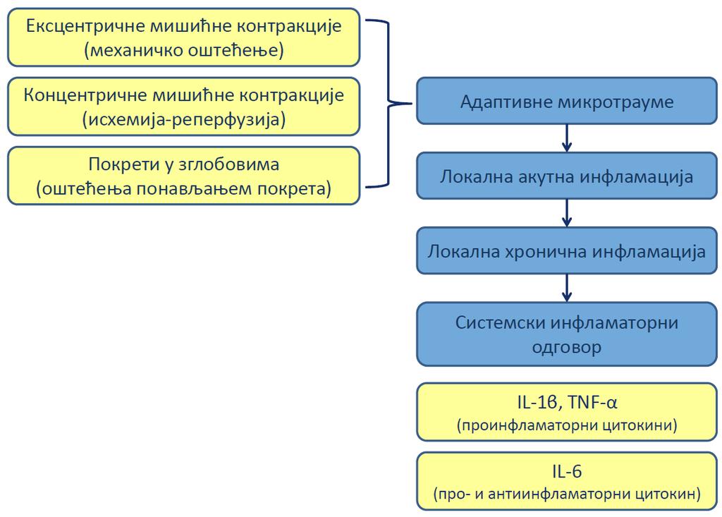УВОД смањује жељу индивидуе да троши енергију у периодима интензивног физичког и психолошког стреса (Gleeson & Robson-Ansley, 2006).