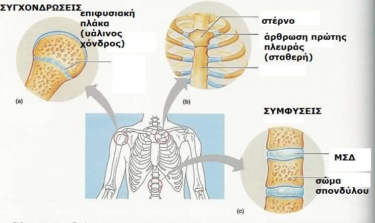 ΤΓΧΟΝΔΡΩΘ