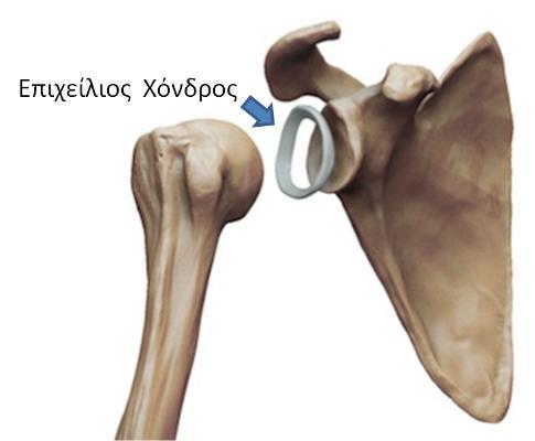Επιχείλιοι χόνδροι Ινοχόνδρινοι