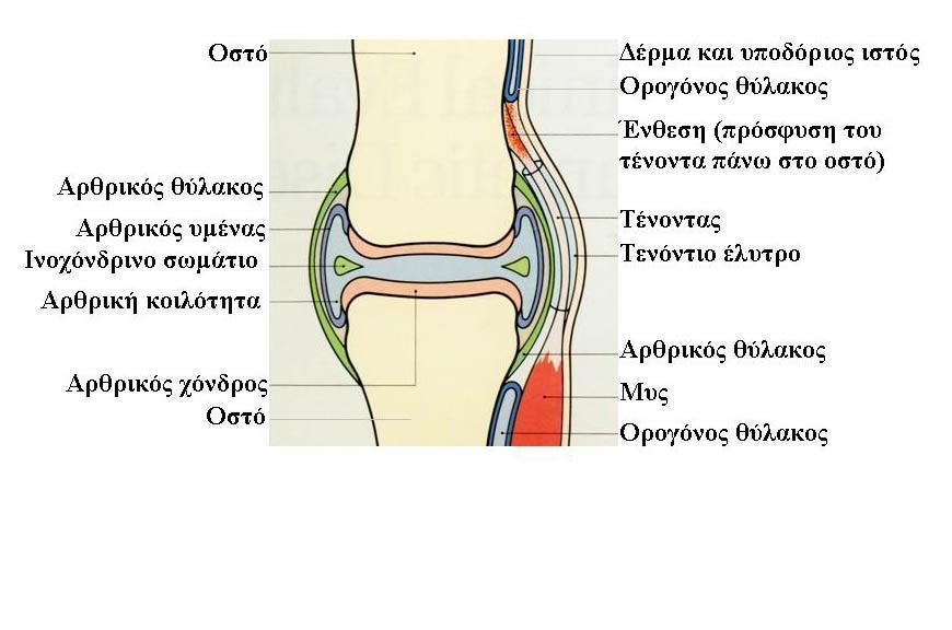 Ορογόνοι κφλακοι Ανεξάρτθτοι από τισ διαρκρϊςεισ, γεμάτοι υγρό ςε κζςεισ όπου