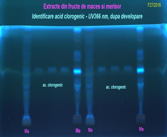 8, 9 - standard cianidine-3-o-glucozida volum aplicat 2, 3, 4 μl in 2 replicate.