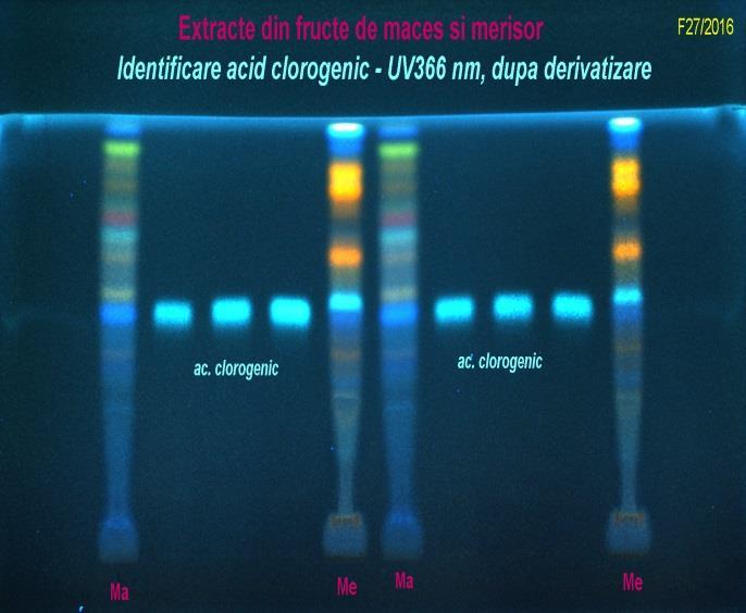 Concentratia densitometrica a cianidin-3-glucozidei in extractul concentrat de afine Volum Concentratia de Substanta Cocentratia de cianidin- Proba aplicat, antociani totali, uscata,% 3-glucozida,