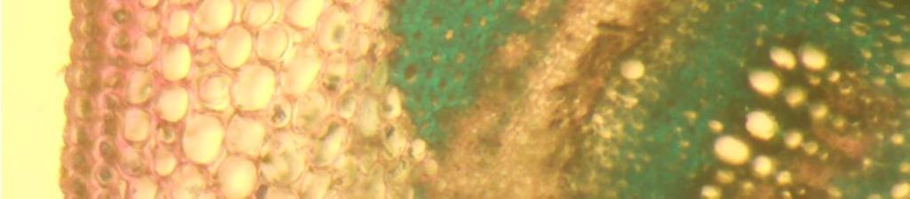 الداخل يقابله اللحاء نحو الخارج وبينهما يوجد Procambium توزع هذه الحزم يتبع شكل الساق ففي البداية يكون توزعها