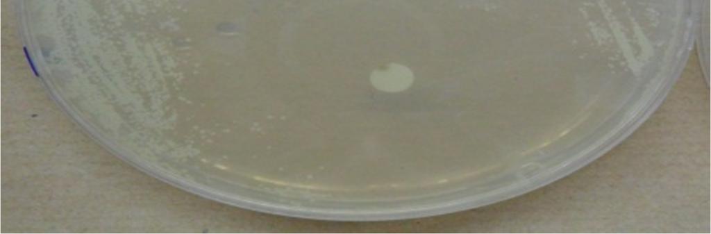 %100 ه aeruginosa ATCC27853 : و B.