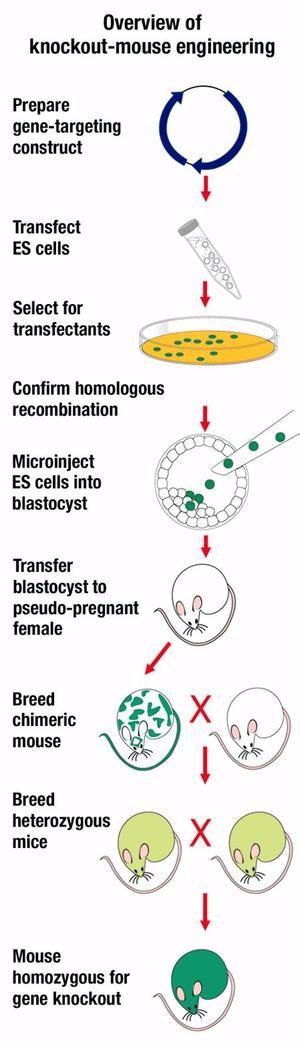Transgenske miši z izbitimi geni: pregled postopka z ES-celicami Type of disorder Human disease Altered mouse gene Gene locus metabolic diseases hematological diseases neurological diseases