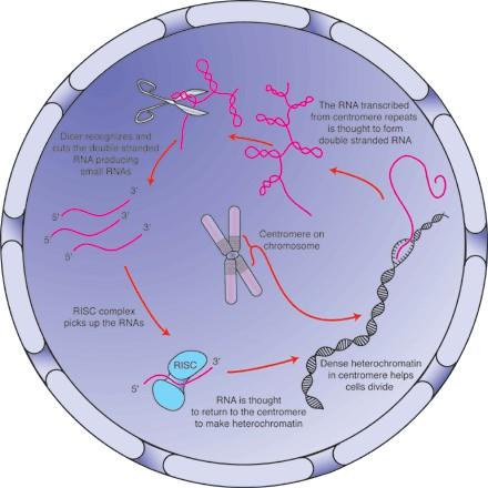 male RNA (small RNAs) BREAKTHROUGH OF THE YEAR 2002: Small RNAs Make Big Splash (Science, 20.12.