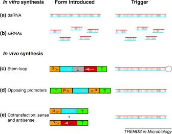 Viri ds RNA za RNAi Trends in