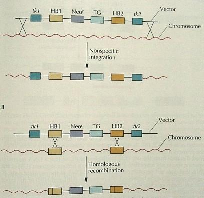 Pozitivno-negativna selekcija ES-celic Pri pozitivno-negativni selekciji gre za pozitivno selekcijo celic, ki imajo vektorsko DNA vgrajeno kjerkoli v genomu in negativno selekcijo celic, ki so vektor