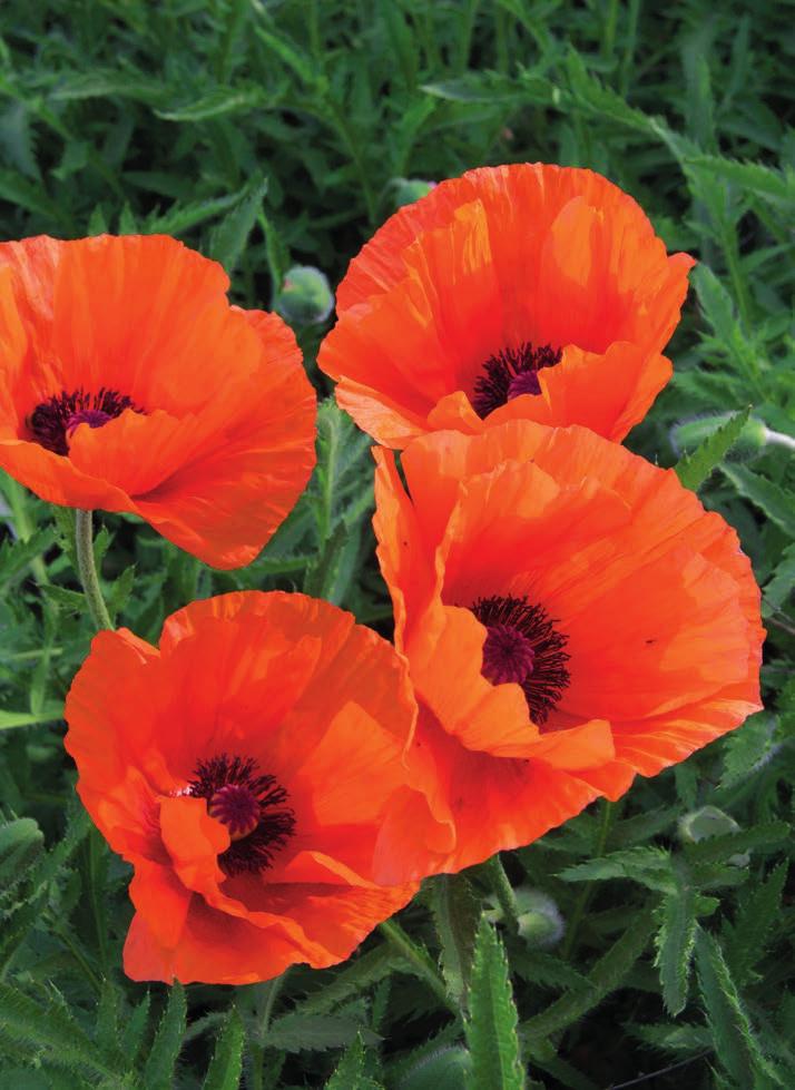 της Papaver Rhoeas, ή κοινώς Κόκκινης Παπαρούνας, στην παραγωγή αντιβηχικών και μαλακτικών