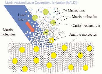 Espectrometría de MASAS Resonancia Ciclotrónica de Ións Introdución SERVIZO DE DETERMINACIÓN ESTRUTURAL E PROTEÓMICA A espectrometría de masas (EM) mide unha propiedade intrínseca das moléculas a súa