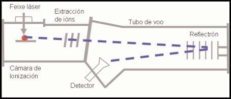 Espectrometría de masas (MALDI-TOF e Preparación de Mostras) Introdución A espectrometría de masas por tempo de voo (TOF-MS) é probablemente o método de espectrometría de masas máis fácil de entender.