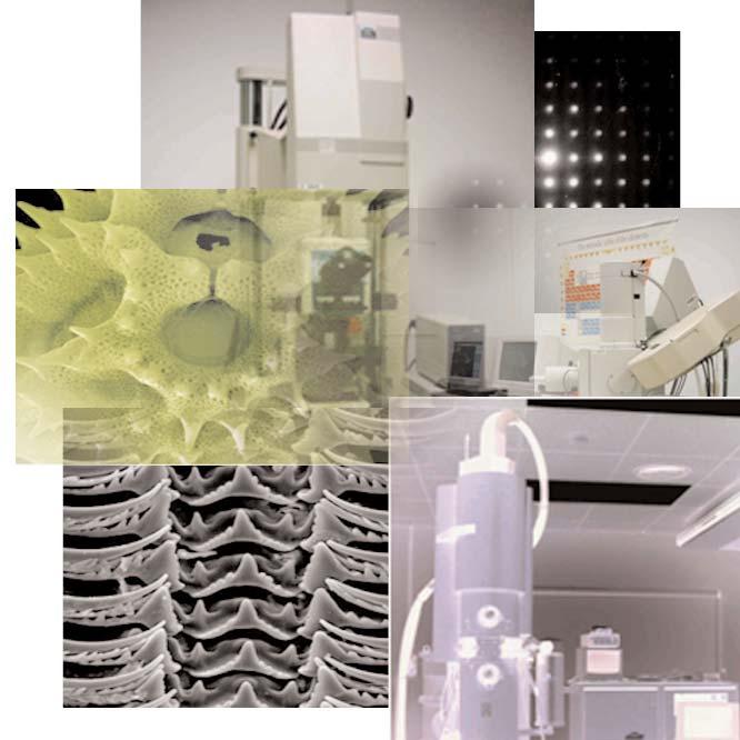 Servizo de Microscopía Electrónica 1. TEM (Microscopía Electrónica de Transmisión) 2. SEM (Microscopía Electrónica de Varrido) 3. Preparación de Mostras 4.