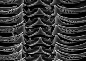 Microscopía Electrónica de Varrido (SEM) Introdución O microscopio electrónico de varrido usa lentes electromagnéticas para conducir o feixe de electróns ata a mostra, varrendo a súa superficie e