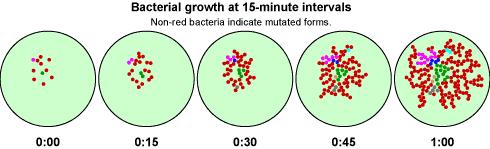 Φυσιολογία και πολλαπλασιασμός βακτηρίων: Τα βακτήρια (μονοκύτταροι μ/ο) πολλαπλασιάζονται με διχοτόμηση.
