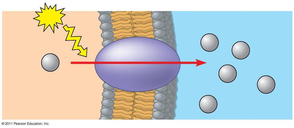 Μεταφορά Η + μέσω αντλίας πρωτονίων ATP EXTRACELLULAR FLUID