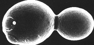 Istraživanja na razini molekularne biologije U laboratorijima molekularne biologije često se kao pogodan materijal za istraživanje uzimaju neke vrste kvasaca i poneke plijesni.