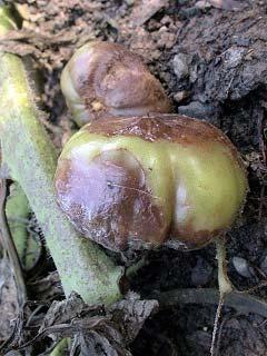 purpurea