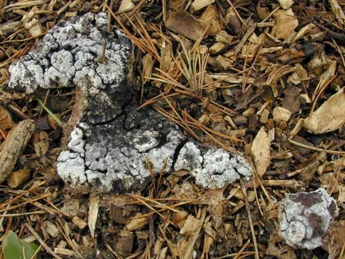Primitivni i filogenetski stari organizmi Mycetozoa - na prijelazu između biljaka i životinja Pretežno saprofiti, ali
