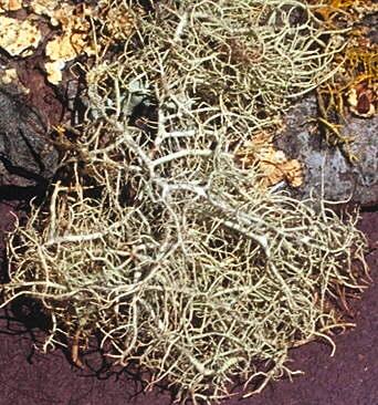 d) simbionti