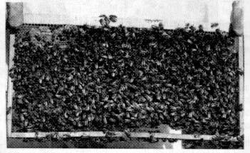 Fig. 89.