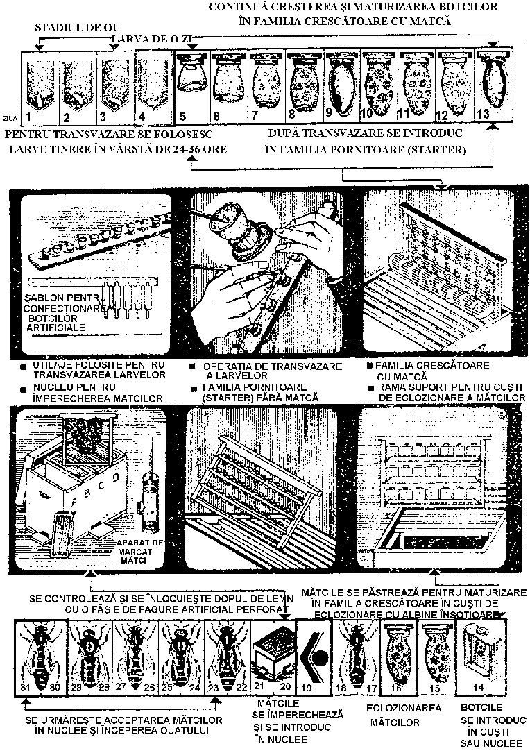 Fig. 104.