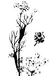 8.1.1.Culturi de câmp Coriandrul (Coriandrum sativum) (fig. 110a) înfloreşte în lunile iunie-iulie, pe o durată de aproape 30 de zile.