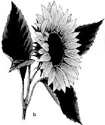 Floarea-soarelui (Helianthus annuus) (fig. 110b) reprezintă pentru apicultura ţării noastre principala sursă de nectar. Înfloreşte în ultima decadă a lunii iunie.