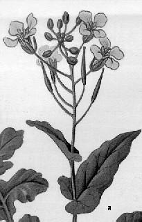 Fig.111 Plante melifere. Culturi de câmp a rapiţa de toamnă; b rapiţa de primăvară Muştarul alb (Sinapis alba) (fig.
