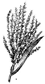 Fig. 113 Plante melifere agricole de câmp: a porumb; b sorg Anason (Pimpinella anisum) (fig.