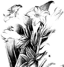 Fig. 115 Plante melifere agricole de câmp: a tutun; b bumbac 8.1.2. Culturi furajere Sparceta (Onobrychis vicifolia) (fig.