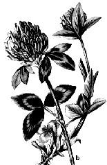 Trifoiul roşu (Trifolium pratense) (fig. 117b) are corola adâncă (8-10 mm), fapt ce împiedică albinele să recolteze nectarul (trompa are lungimea de 6,50 mm).