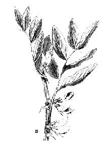 Sulfina galbenă (Melilotus officinalis) (fig. 119b) înfloreşte în lunile iulieaugust pe o perioadă de 40 de zile, producţia de miere fiind în medie de 200 kg/ha. Pondere economico-apicolă mijlocie.