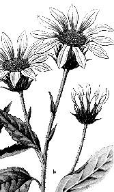 Producţia de miere obţinută este de 20 kg/ha. Pondere economico-apicolă mică. Topinamburul (Helianthus tuberosus) (fig.