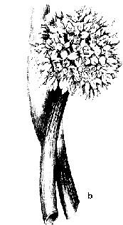 Cantitatea de nectar este de 0,5-1,6 mg/floare. Poate produce circa 50 kg miere/ha. Producţii asemănătoare şi în aceeaşi perioadă, furnizează şi semincerii de conopidă (Brassica oleracea var.