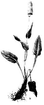 Fig. 124 Plante medicinale aromatice: a salvia; b roiniţa Izma bună (Mentha piperita) (fig. 125a) este cultivată ca plantă medicinală şi aromatică pe suprafeţe mari de teren.