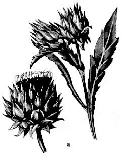 Fig. 126 Plante medicinale aromate: a cimbru; b cimbru de grădină Anghinarea (Cynara scolymus) (fig. 127a) înfloreşte din iulie până în septembrie, cu o durată la plantă de 50-60 zile.