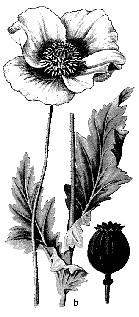 Macul de grădină (Papaver somniferum) (fig. 127b) înfloreşte în lunile iulie-august şi oferă familiilor de albine culesuri de polen. Pondere economicoapicolă mică. Fig.