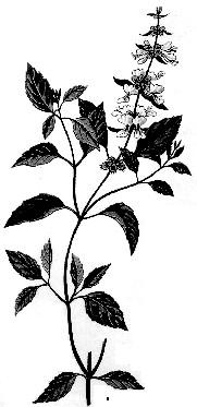 Busuiocul (Ocinum basilicum) (fig. 128a): plantă meliferă a cărei flori furnizează nectar şi polen. Producţia de miere este estimată la 100-200 kg/ha, mierea are aromă specifică.