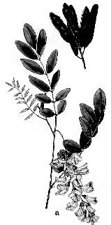 8.3. PLANTE MELIFERE DE PĂDURE Aceste plante pot fi grupate în: arbori şi arbuşti meliferi şi plante melifere erbacee. 8.3.1. Arbori şi arbuşti meliferi Salcâmul alb (Robinia pseudoacacia) (fig.