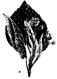 Teiul cu frunza mare (Tilia platyphillos) (fig. 130a) sau teiul fluturesc, înfloreşte în ultima decadă a lunii mai sau în primele două decade ale lunii iunie, timp de 8-15 zile.