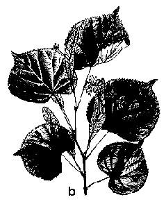 miere/familie. Teiul cu frunza mare poate produce 800 kg miere/ha. Pondere economico-apicolă foarte mare. Teiul cu frunza mică (Tilia cordata) (fig.