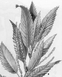 care are o culoare galbenă-aurie şi un gust plăcut (după SLJANOV, 1982). Pondere economico-apicolă mare. Castanul sălbatic (Aesculus hippocastanum) (fig. 131b) înfloreşte în lunile aprilie-mai.