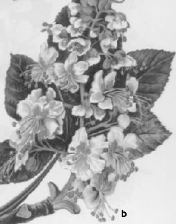 131 Arbori meliferi: a castan comestibil b - castan sălbatic Jugastul (Acer campester) (fig. 132a) înfloreşte la sfârşitul lunii aprilie sau la începutul lunii mai, timp de 6-9 zile.