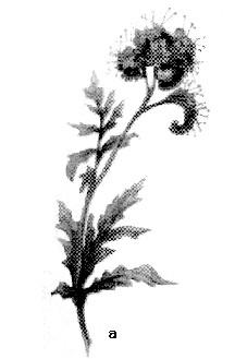 Limba boului (Anchusa officinalis) plantă erbacee perenă, rar bienală cu flori albastre aurii, uneori roz.
