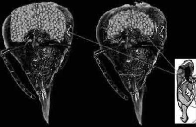 Fig. 149 Sistemul glandular care produce lăptişorul de matcă Materiile prime care asigură substanţele necesare formării lăptişorului de matcă, sunt reprezentate de mierea şi polenul ingerat.