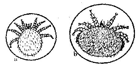 Fig. 170. Acarianul Varroa destructor (partea dorsală): a- mascul; b- femelă.