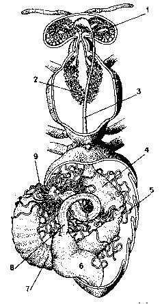 Fig. 24 Aparatul digestiv la albina lucrătoare (după LOUVEAUX, 1987): 1 glandele faringiene; 2 glandele toracice; 3 esofag; 4 guşă; 5 proventricul; 6 punga rectală; 7 ventricul; 8 intestinul
